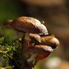Champignons